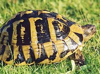 БАЛКАНСКАЯ ЧЕРЕПАХА