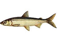 БАЛТИЙСКАЯ РЯПУШКА (рисунок)