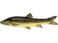 БАЛХАШСКАЯ МАРИНКА (рисунок)