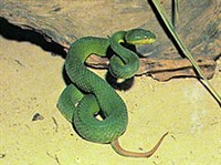 БАМБУКОВАЯ КУФИЯ