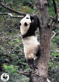 БАМБУКОВЫЙ МЕДВЕДЬ (на дереве)