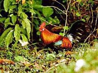 БАНКИВСКИЙ ПЕТУХ (в зарослях)