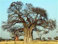 БАОБАБ (Adansonia digitata)
