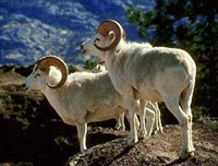 БАРАНЫ (Далля)