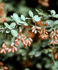 БАРБАРИС ОБЫКНОВЕННЫЙ