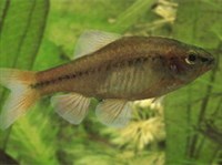 БАРБУС ВИШНЕВЫЙ