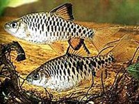 БАРБУС ОЛИГОЛЕПИС (пара)