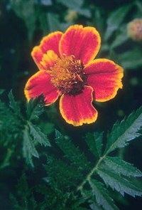 БАРХАТЦЫ (цветок)