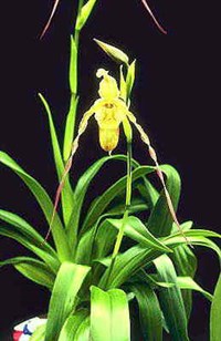 БАШМАЧОК (гибридный)