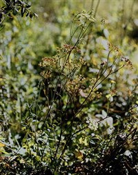 БЕДРЕНЕЦ КАМНЕЛОМКОВЫЙ (дягильник)