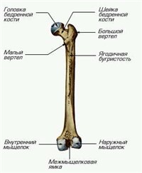 БЕДРО (бедренная кость человека)