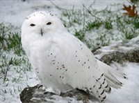 БЕЛАЯ СОВА (на камне)