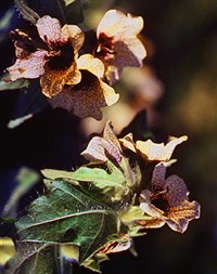 БЕЛЕНА ЧЕРНАЯ