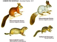 БЕЛИЧЬИ (представители семейства)