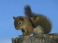 БЕЛКИ (красная белка)