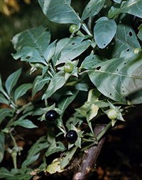 БЕЛЛАДОННА