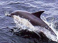 БЕЛОБОЧКА (Delphinus delphis)