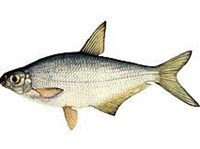 БЕЛОГЛАЗКА (рисунок)