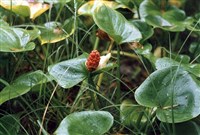 БЕЛОКРЫЛЬНИК (плоды)