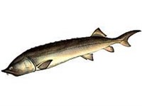 БЕЛУГА (рисунок)