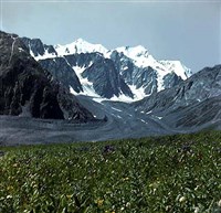 БЕЛУХА (вид)