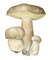 БЕЛЫЙ ГРИБ (дубовая форма)