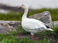 БЕЛЫЙ ГУСЬ