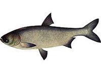 БЕЛЫЙ ТОЛСТОЛОБИК (рисунок)