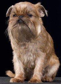 БЕЛЬГИЙСКИЙ ГРИФФОН (сука)