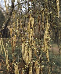 БЕРЕЗА ПОВИСЛАЯ