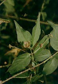 БЕРЕСКЛЕТ (бородавчатый)