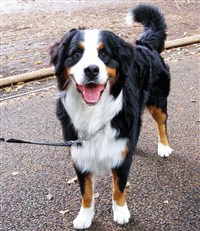 БЕРНСКАЯ ОВЧАРКА (фотография)