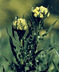 БЕССМЕРТНИКИ (цмин песчаный)