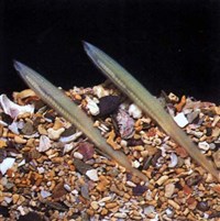 БЕСЧЕРЕПНЫЕ