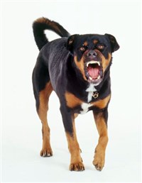 БЕШЕНСТВО (бешеная собака)