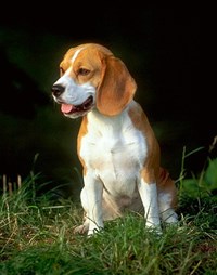 БИГЛЬ (фотография)