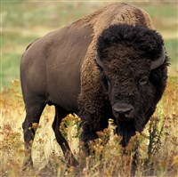 БИЗОН (в прерии)