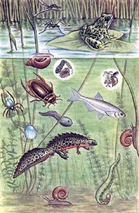 БИОГЕОЦЕНОЗ