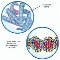 БИОПОЛИМЕРЫ