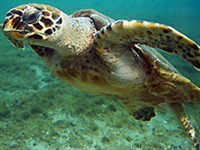 БИССА (Eretmochelys imbricata)