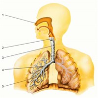 БИФУРКАЦИЯ (в биологии)