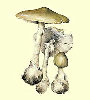 БЛЕДНАЯ ПОГАНКА