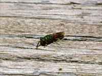 БЛЕСТЯНКА (оса)