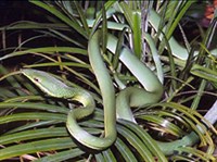 БЛЕСТЯЩАЯ ОСТРОГОЛОВКА