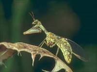 БОГОМОЛОВИДКА