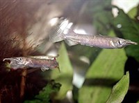 БОЙЦОВЫЙ ДЕРМОГЕНИС