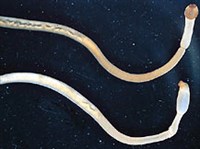 БОКОНЕРВНЫЕ (Боконервные моллюски)