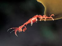 БОКОПЛАВЫ (Линейный бокоплав)