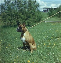 БОКСЕР (порода)