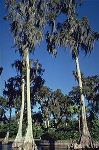 БОЛОТНЫЙ КИПАРИС